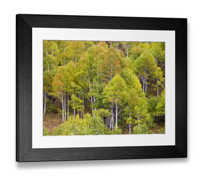 Framed Print : USA, Utah. Aspen forest along the Logan Canyon