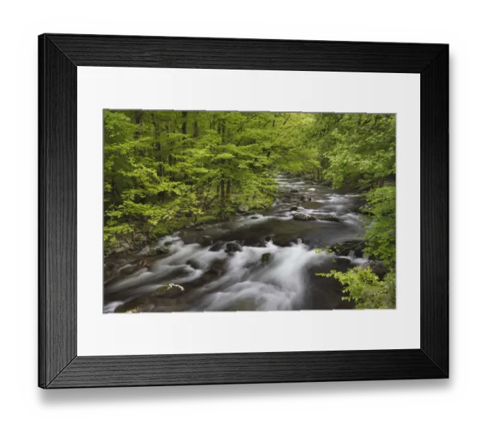 Framed Print : Spring view of forest along Middle Prong of Little Pigeon River, Great Smoky Mountains National Park, Tennessee Framed Print : Spring view of forest along Middle Prong of Little Pigeon River, Great Smoky Mountains National Park, Tennessee