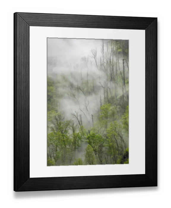 Framed Print : Fog drifting through black burned trees on mountain side, Great Smoky Mountains National Park, Tennessee