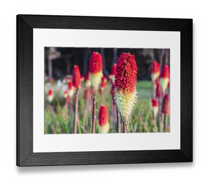 Framed Print : Shore Acres State Park, Oregon, USA. Red hot poker flowers on the Oregon coast Framed Print : Shore Acres State Park, Oregon, USA. Red hot poker flowers on the Oregon coast