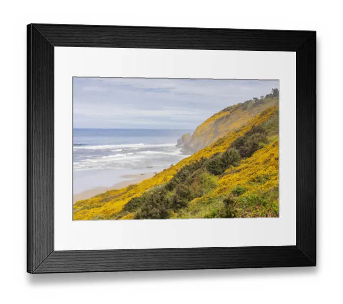 Framed Print : Baker Beach, Oregon, USA. Yellow flowers on hillsides on the Oregon coast Framed Print : Baker Beach, Oregon, USA. Yellow flowers on hillsides on the Oregon coast