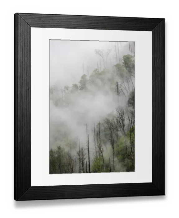 Framed Print : Fog drifting through black burned trees on mountain side, Great Smoky Mountains National Park, Tennessee Framed Print : Fog drifting through black burned trees on mountain side, Great Smoky Mountains National Park, Tennessee