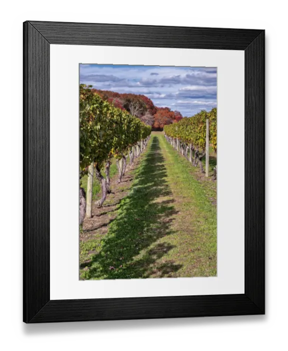 Framed Print : Carolyns Sakonnet Vineyard, Little Compton, Rhode Island, USA Framed Print : Carolyns Sakonnet Vineyard, Little Compton, Rhode Island, USA