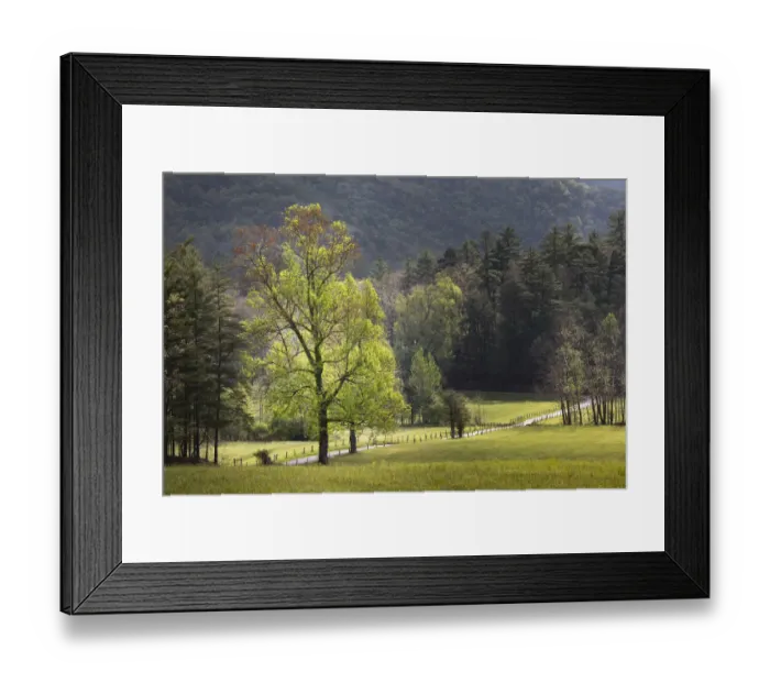 Framed Print : Loop road through Cades Cove passing beneath trees in spring foliage, Great Smoky Mountains National Park, Tennessee