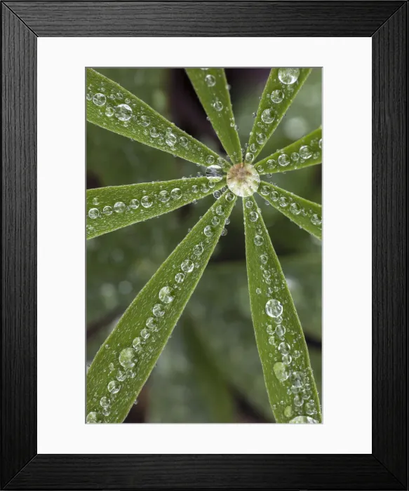 Framed Print : Lupine leaves and raindrops, Olympic National Park, Washington State Framed Print : Lupine leaves and raindrops, Olympic National Park, Washington State