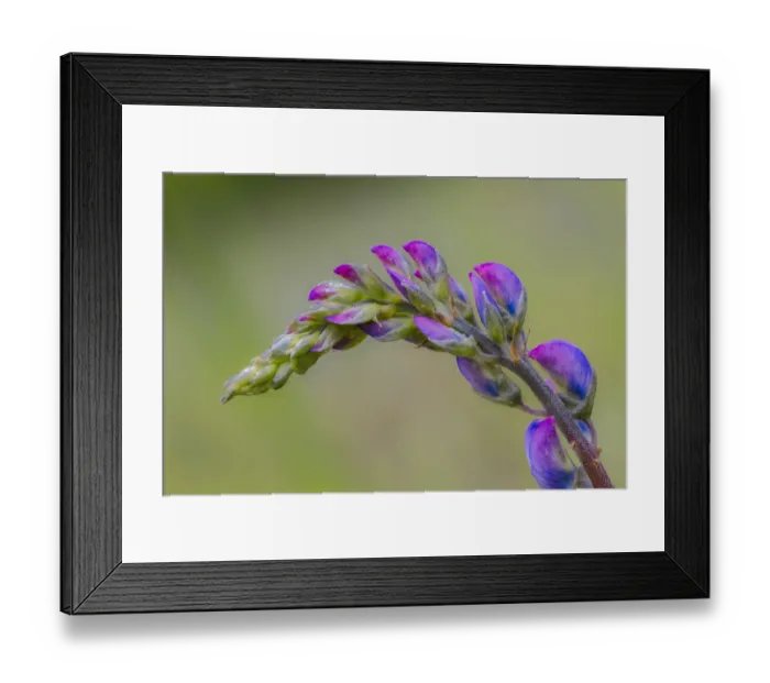 Framed Print : Lupine flower opening up, Olympic National Park, Washington State Framed Print : Lupine flower opening up, Olympic National Park, Washington State