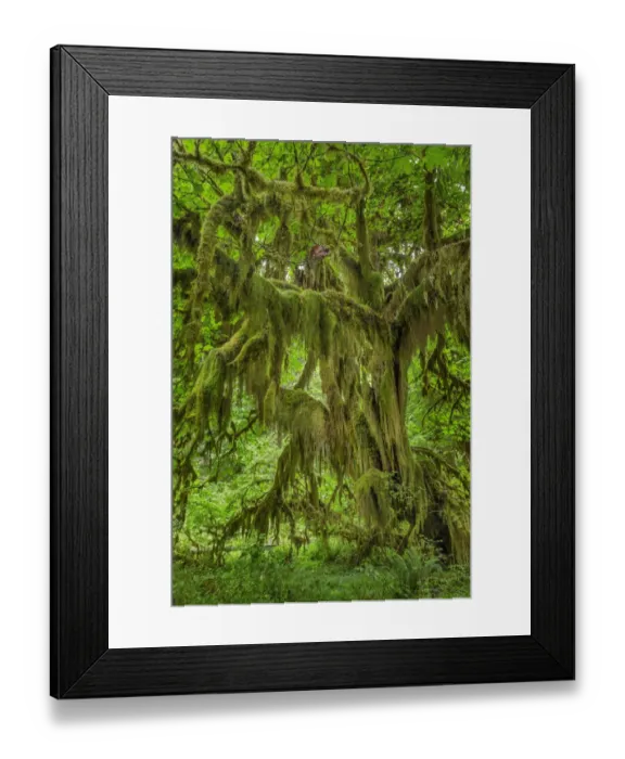 Framed Print : Big Leaf Maple tree draped with Club Moss, Hoh Rainforest, Olympic National Park, Washington State Framed Print : Big Leaf Maple tree draped with Club Moss, Hoh Rainforest, Olympic National Park, Washington State