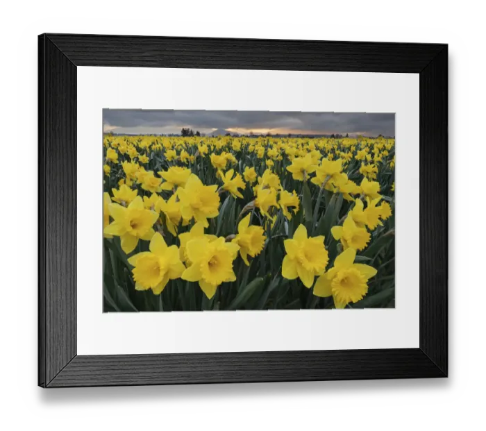 Framed Print : Skagit Valley daffodils Framed Print : Skagit Valley daffodils