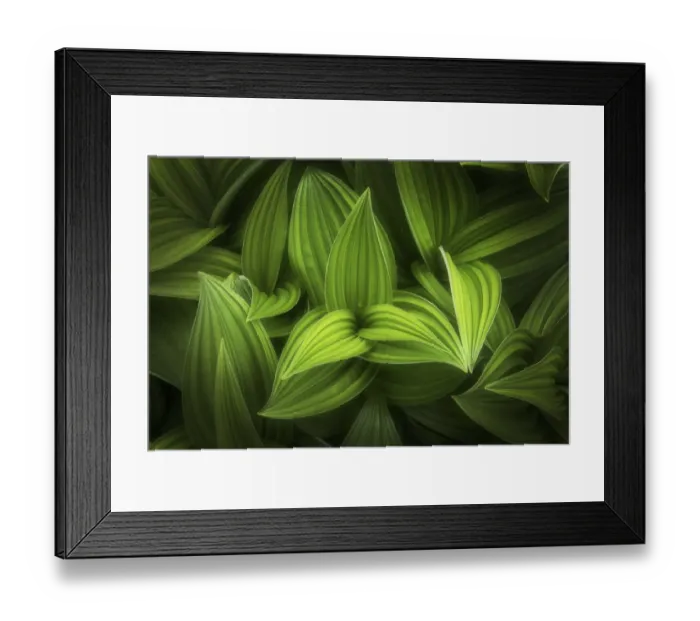Framed Print : Corn lily