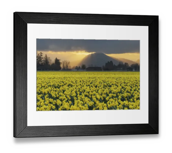 Framed Print : Skagit Valley daffodils Framed Print : Skagit Valley daffodils