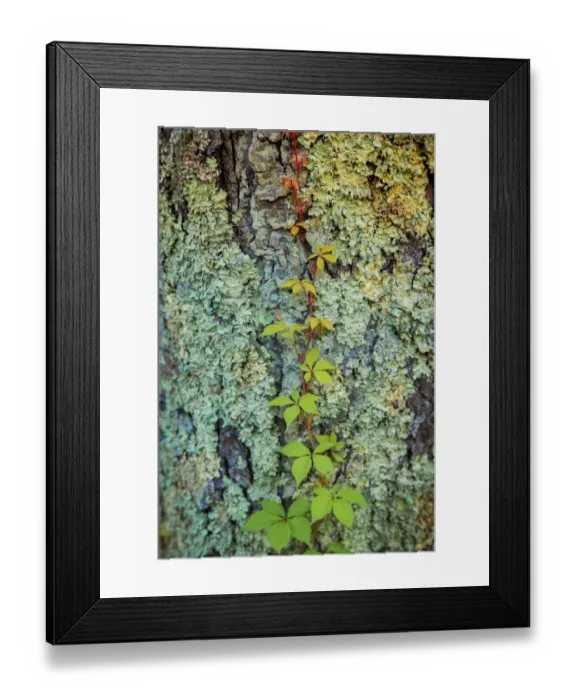 Framed Print : Mossy bark, Peaks Of Otter, Blue Ridge Parkway, Smoky Mountains, USA Framed Print : Mossy bark, Peaks Of Otter, Blue Ridge Parkway, Smoky Mountains, USA