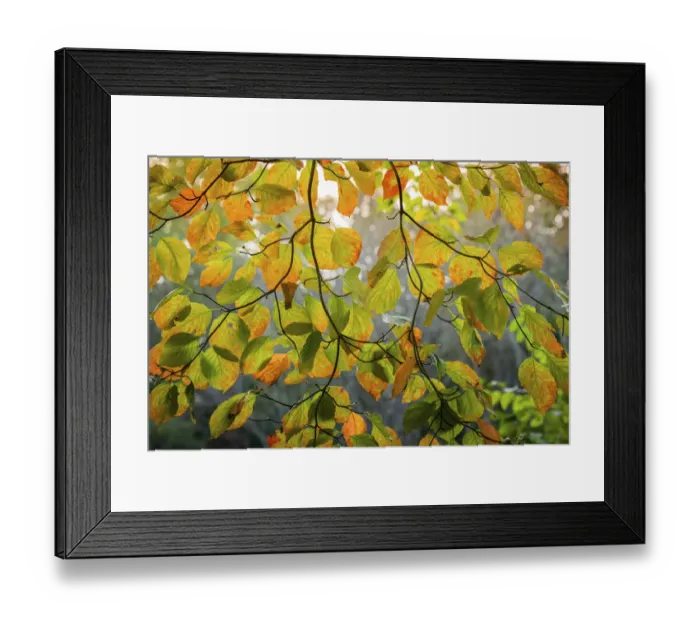 Framed Print : Backlit branch with golden leaves, Peaks Of Otter, Blue Ridge Parkway, Smoky Mountains, USA Framed Print : Backlit branch with golden leaves, Peaks Of Otter, Blue Ridge Parkway, Smoky Mountains, USA