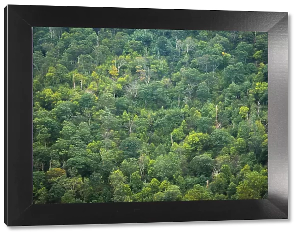 Forest, Shenandoah, Blue Ridge Parkway, Smoky Mountains, USA