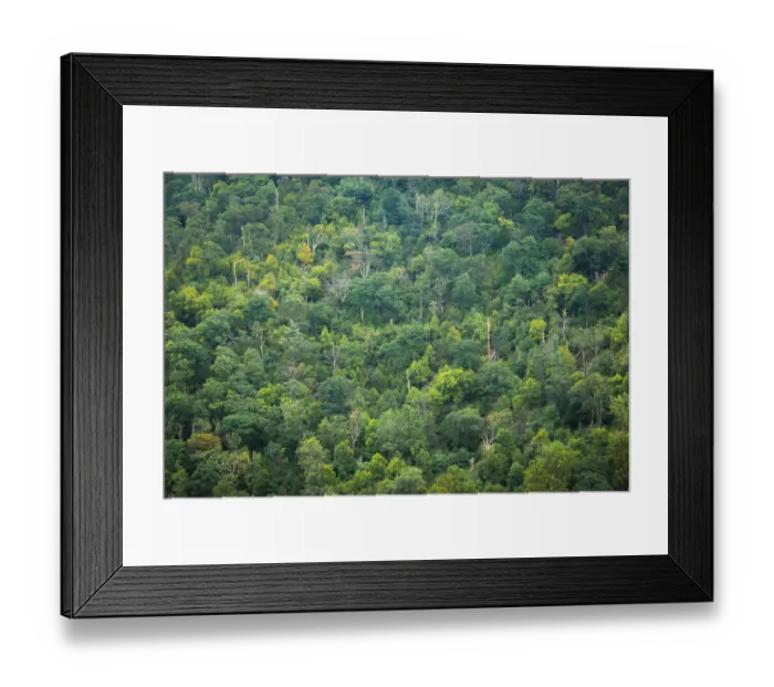 Framed Print : Forest, Shenandoah, Blue Ridge Parkway, Smoky Mountains, USA