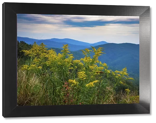 Vista with goldenrod, Shenandoah, Blue Ridge Parkway, Smoky Mountains, USA