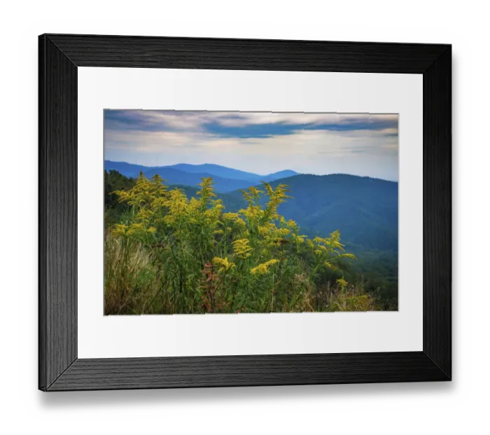 Framed Print : Vista with goldenrod, Shenandoah, Blue Ridge Parkway, Smoky Mountains, USA