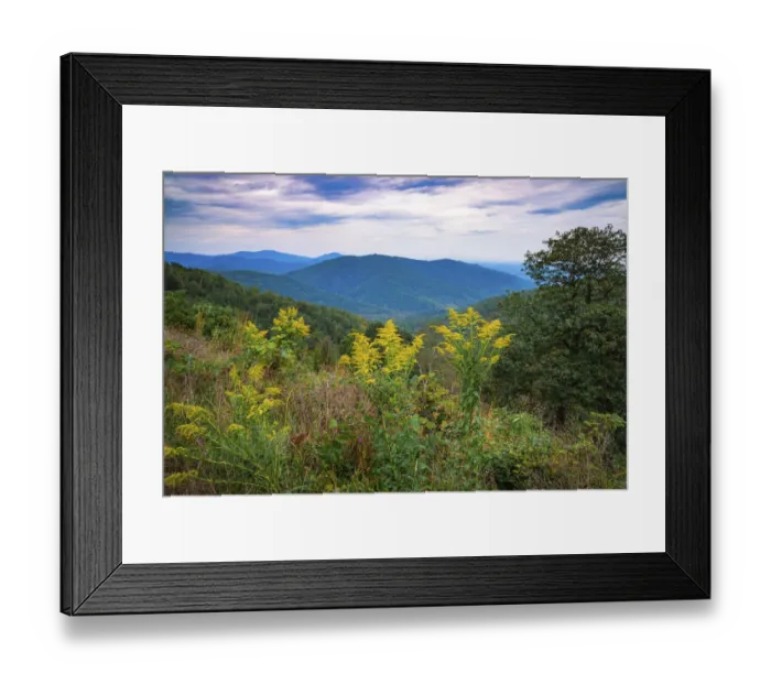 Framed Print : Vista with goldenrod, Shenandoah, Blue Ridge Parkway, Smoky Mountains, USA Framed Print : Vista with goldenrod, Shenandoah, Blue Ridge Parkway, Smoky Mountains, USA