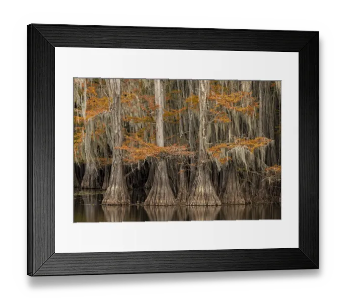 Framed Print : Bald Cypress tree draped in Spanish moss with fall colors. Caddo Lake State Park, Uncertain, Texas Framed Print : Bald Cypress tree draped in Spanish moss with fall colors. Caddo Lake State Park, Uncertain, Texas