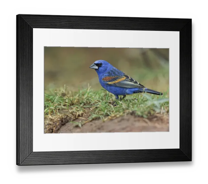 Framed Print : Blue grosbeak. Rio Grande Valley, Texas