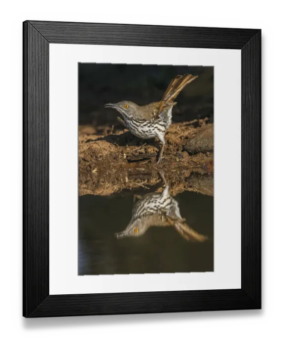 Framed Print : Long-billed thrasher drinking from small pond, Rio Grande Valley, Texas Framed Print : Long-billed thrasher drinking from small pond, Rio Grande Valley, Texas