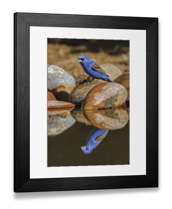 Framed Print : Male blue grosbeak on rocks along small pond. Rio Grande Valley, Texas Framed Print : Male blue grosbeak on rocks along small pond. Rio Grande Valley, Texas