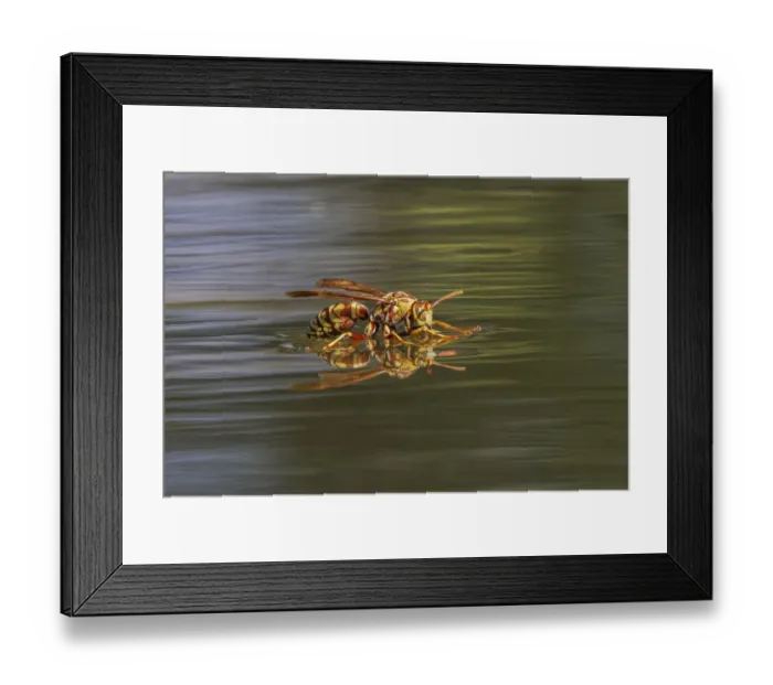 Framed Print : Paper wasp drinking water from surface of pond, Rio Grande Valley, Texas Framed Print : Paper wasp drinking water from surface of pond, Rio Grande Valley, Texas