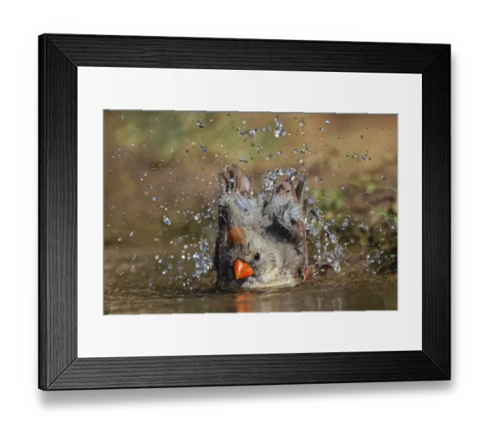 Framed Print : Female northern cardinal bathing and reflection on small pond. Rio Grande Valley, Texas