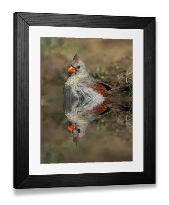Framed Print : Female northern cardinal bathing and reflection on small pond. Rio Grande Valley, Texas