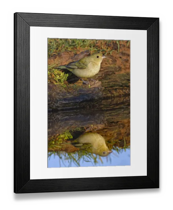 Framed Print : Female Painted bunting and reflection in small pond, Rio Grande Valley, Texas Framed Print : Female Painted bunting and reflection in small pond, Rio Grande Valley, Texas