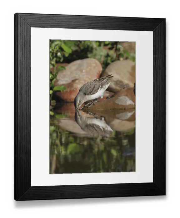 Framed Print : Northern mockingbird drinking with reflection on small pond. Rio Grande Valley, Texas