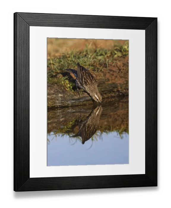 Framed Print : Female red-winged blackbird drinking water and reflection on small pond. Rio Grande Valley, Texas Framed Print : Female red-winged blackbird drinking water and reflection on small pond. Rio Grande Valley, Texas