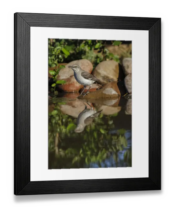Framed Print : Northern mockingbird drinking with reflection on small pond. Rio Grande Valley, Texas Framed Print : Northern mockingbird drinking with reflection on small pond. Rio Grande Valley, Texas