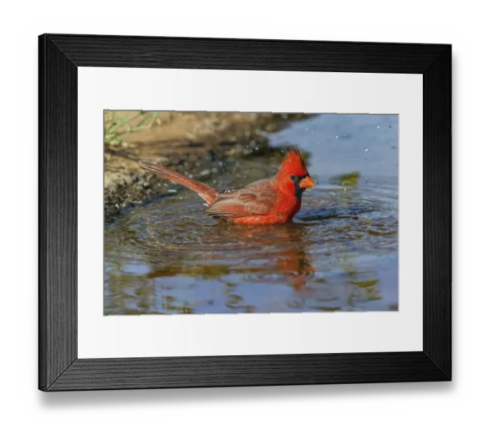 Framed Print : Male Northern Cardinal bathing. Rio Grande Valley, Texas Framed Print : Male Northern Cardinal bathing. Rio Grande Valley, Texas