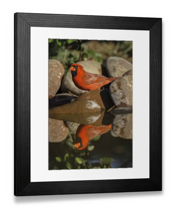 Framed Print : Male Northern Cardinal standing on edge of small pond with reflection. Rio Grande Valley, Texas Framed Print : Male Northern Cardinal standing on edge of small pond with reflection. Rio Grande Valley, Texas