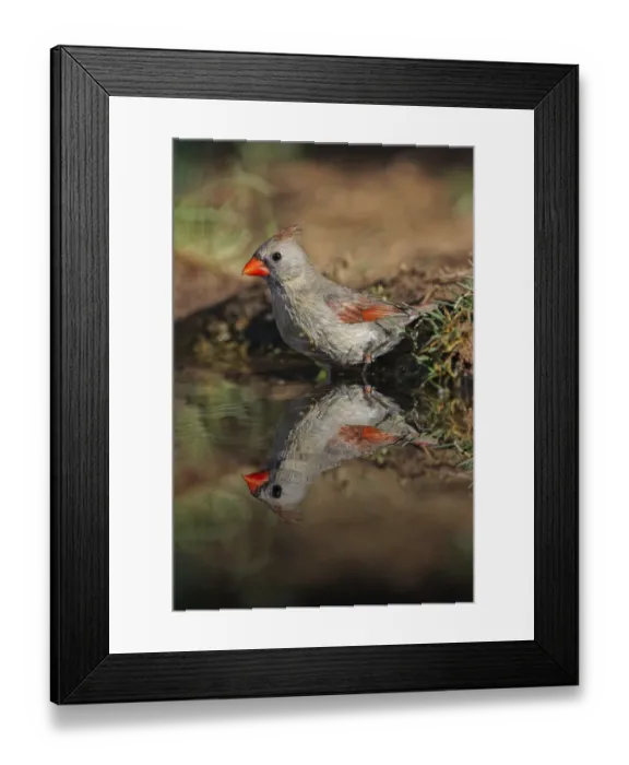 Framed Print : Female northern cardinal standing on edge of small pond with reflection. Rio Grande Valley, Texas Framed Print : Female northern cardinal standing on edge of small pond with reflection. Rio Grande Valley, Texas