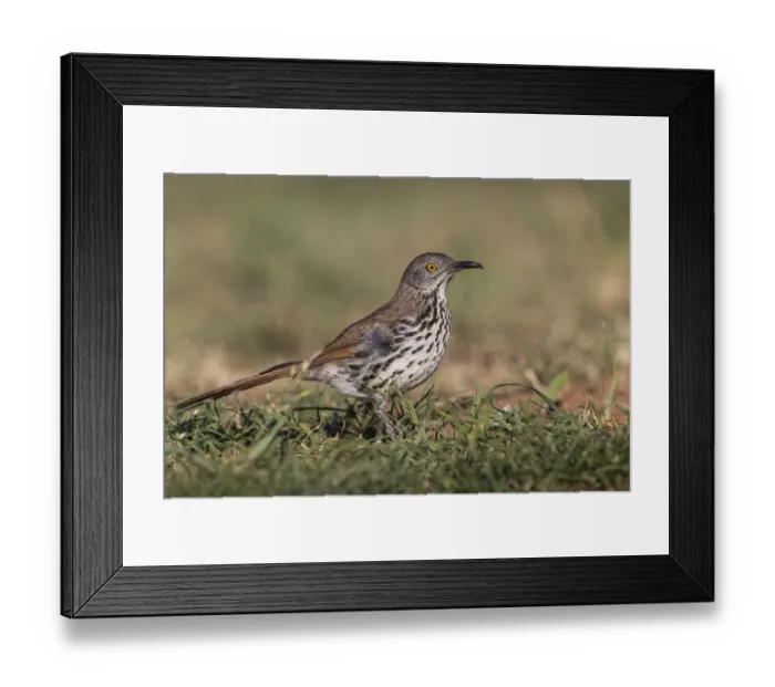Framed Print : Long-billed thrasher. Rio Grande Valley, Texas