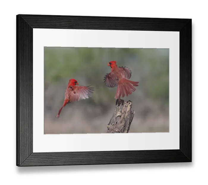 Framed Print : Male Northern Cardinals flying. Rio Grande Valley, Texas Framed Print : Male Northern Cardinals flying. Rio Grande Valley, Texas