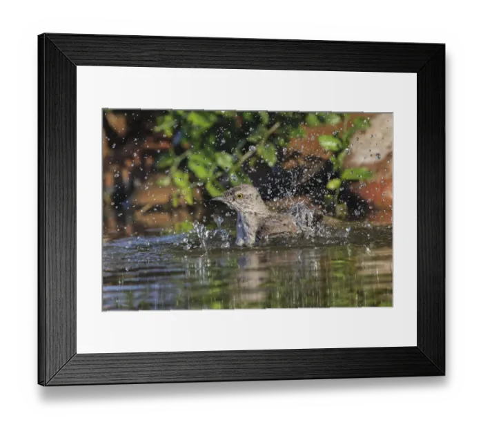 Framed Print : Northern mockingbird bathing and splashing. Rio Grande Valley, Texas