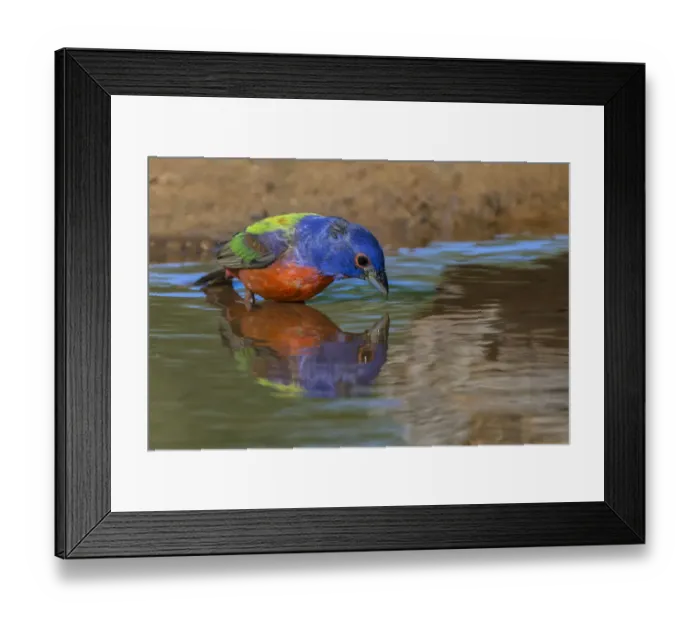 Framed Print : Male Painted bunting and reflection while bathing, Rio Grande Valley, Texas Framed Print : Male Painted bunting and reflection while bathing, Rio Grande Valley, Texas