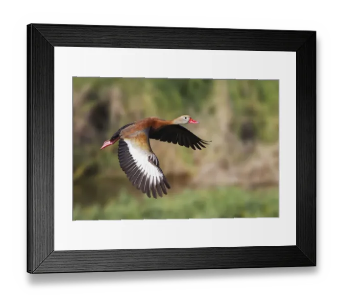 Framed Print : Black-bellied whistling duck flying, South Padre Island, Texas Framed Print : Black-bellied whistling duck flying, South Padre Island, Texas