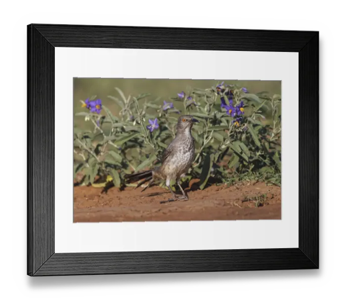 Framed Print : Curve-billed thrasher, Rio Grande Valley, Texas Framed Print : Curve-billed thrasher, Rio Grande Valley, Texas