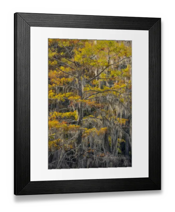 Framed Print : Bald Cypress tree draped in Spanish moss with fall colors. Caddo Lake State Park, Uncertain, Texas