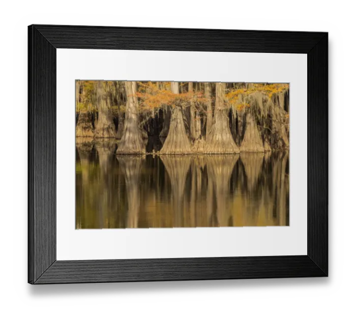 Framed Print : Bald Cypress tree draped in Spanish moss with fall colors. Caddo Lake State Park, Uncertain, Texas Framed Print : Bald Cypress tree draped in Spanish moss with fall colors. Caddo Lake State Park, Uncertain, Texas