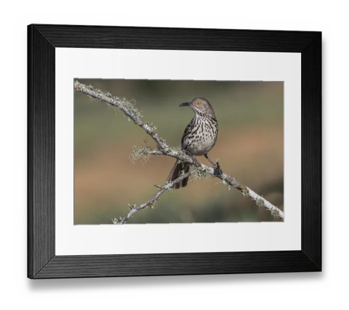 Framed Print : Long-billed thrasher, Rio Grande Valley, Texas Framed Print : Long-billed thrasher, Rio Grande Valley, Texas