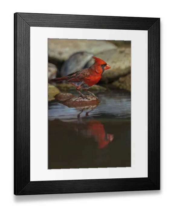 Framed Print : Male Northern Cardinal bathing in small desert pond, Rio Grande Valley, Texas