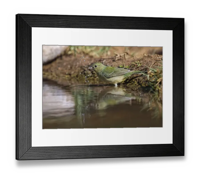 Framed Print : Female Painted bunting bathing. Rio Grande Valley, Texas