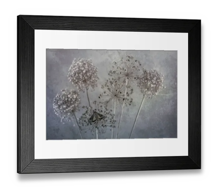 Framed Print : USA, Washington State, Seabeck. Underwing butterfly on allium seed heads Framed Print : USA, Washington State, Seabeck. Underwing butterfly on allium seed heads