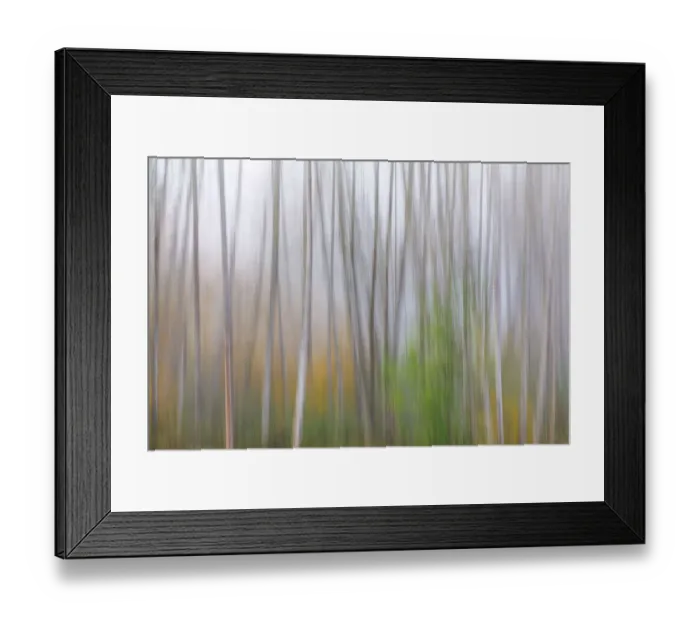 Framed Print : USA, Washington State, Seabeck. Alder forest abstract Framed Print : USA, Washington State, Seabeck. Alder forest abstract