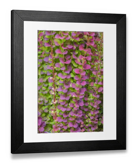 Framed Print : USA, Washington State, Seabeck. Barberry bush foliage