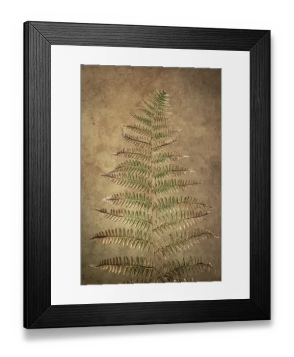 Framed Print : USA, Washington State, Seabeck. Close-up of bracken fern pattern Framed Print : USA, Washington State, Seabeck. Close-up of bracken fern pattern